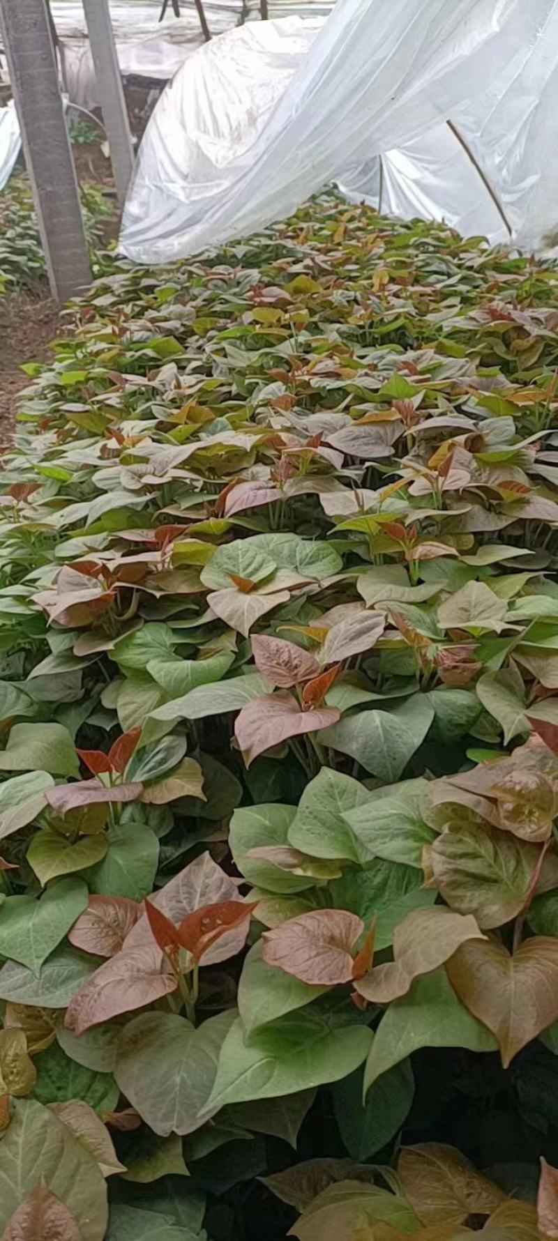 白心红薯苗白心红薯苗白哈密冰糖心红薯苗包回收