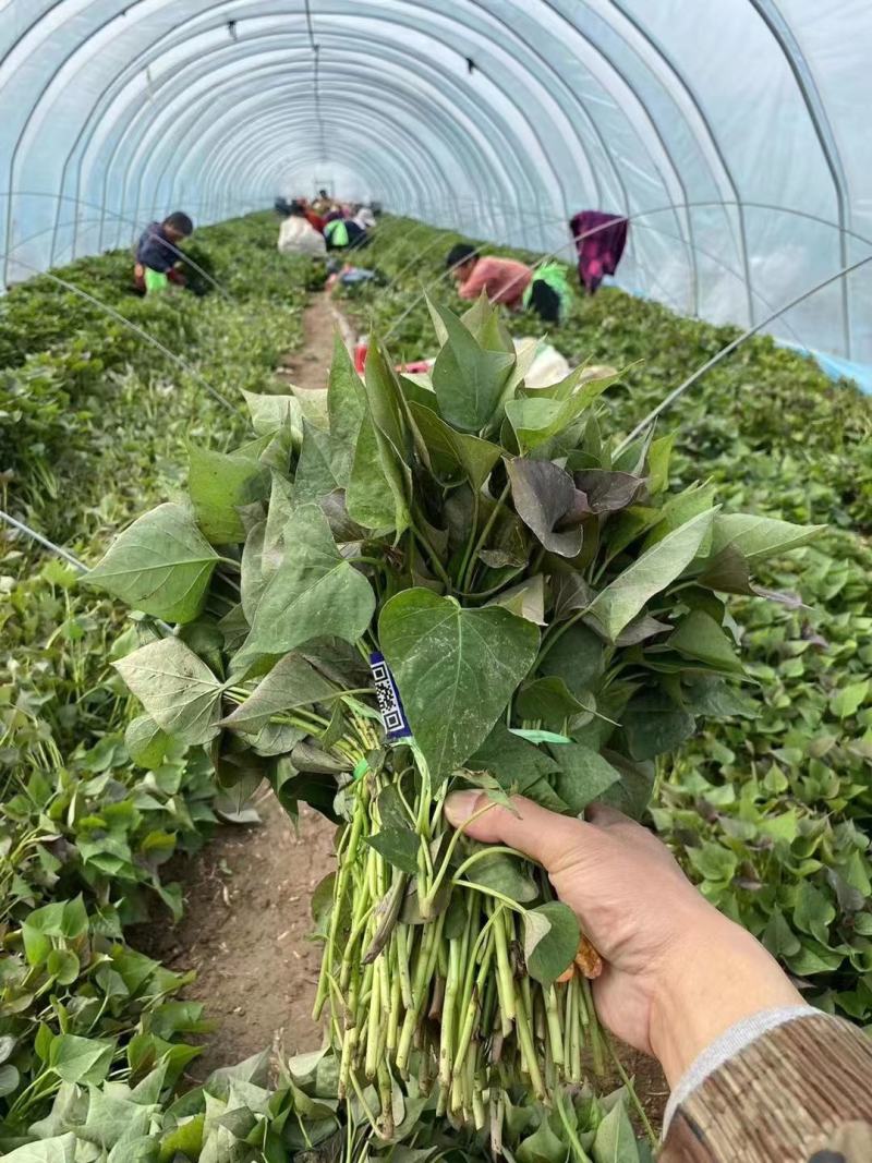 白心红薯苗白心红薯苗白哈密冰糖心红薯苗包回收