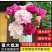 四川芍药鲜切花量大从优欢迎各位老板联系洽谈合作