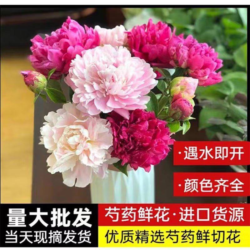 四川芍药鲜切花量大从优欢迎各位老板联系洽谈合作