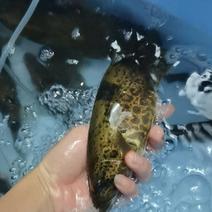 斑桂花鱼