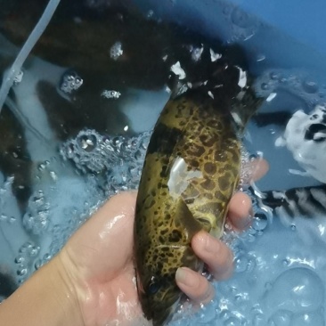斑桂花鱼