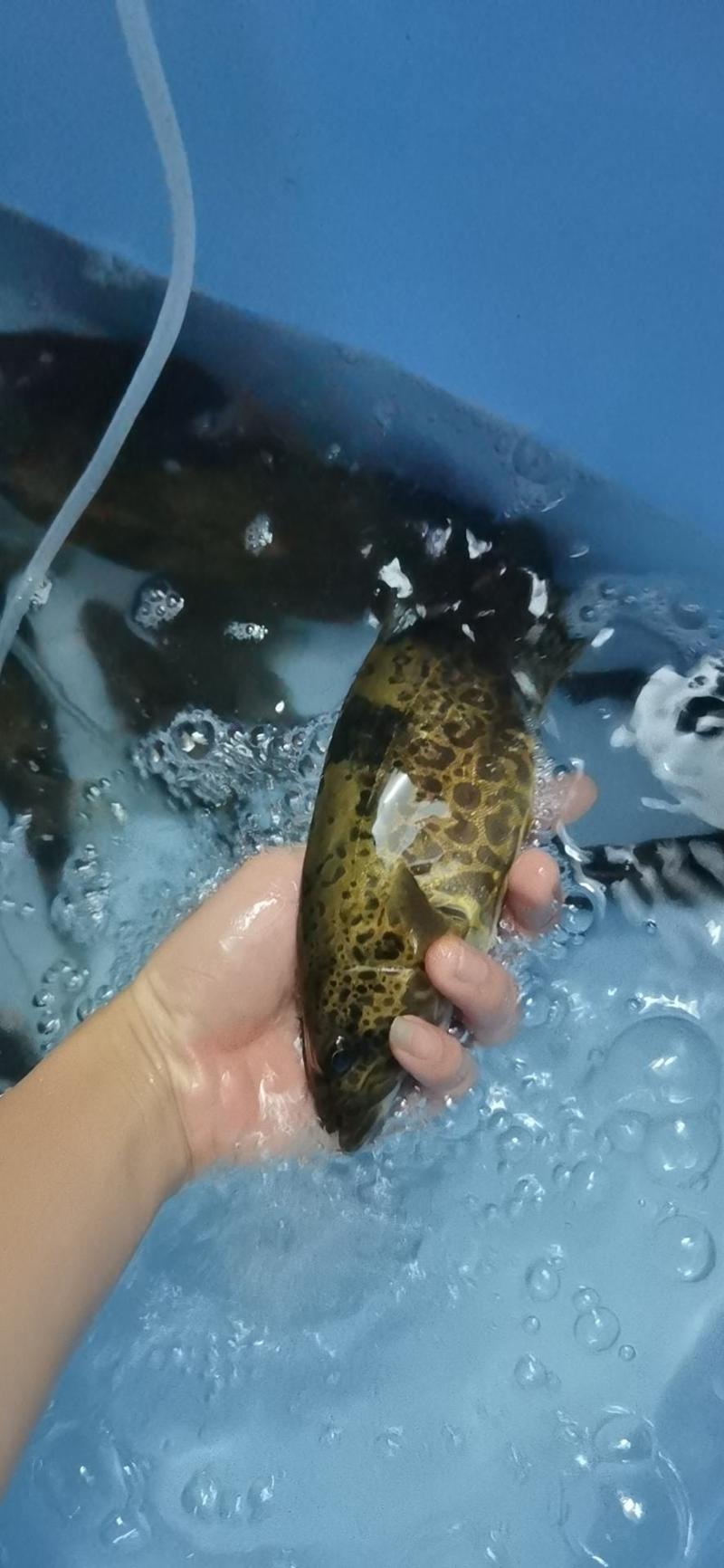 斑桂花鱼