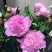 四川芍药鲜切花量大从优欢迎各位老板联系洽谈合作