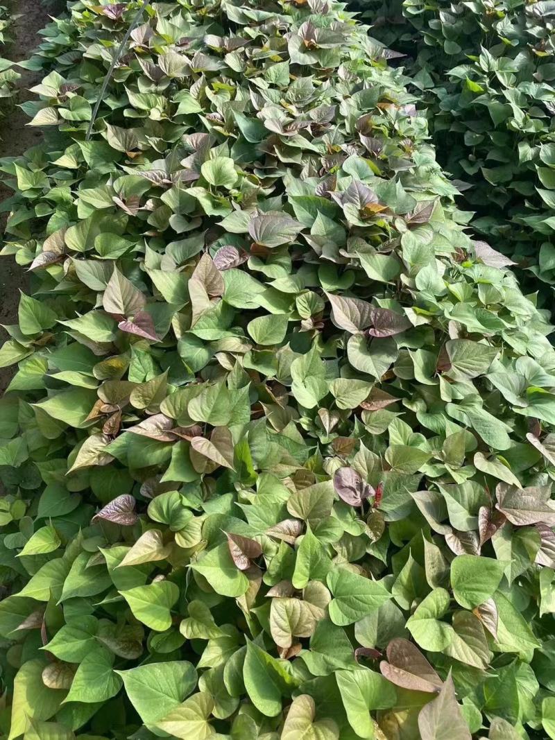 二代小花叶红薯苗008济黑1号2号红薯苗紫水晶红薯苗