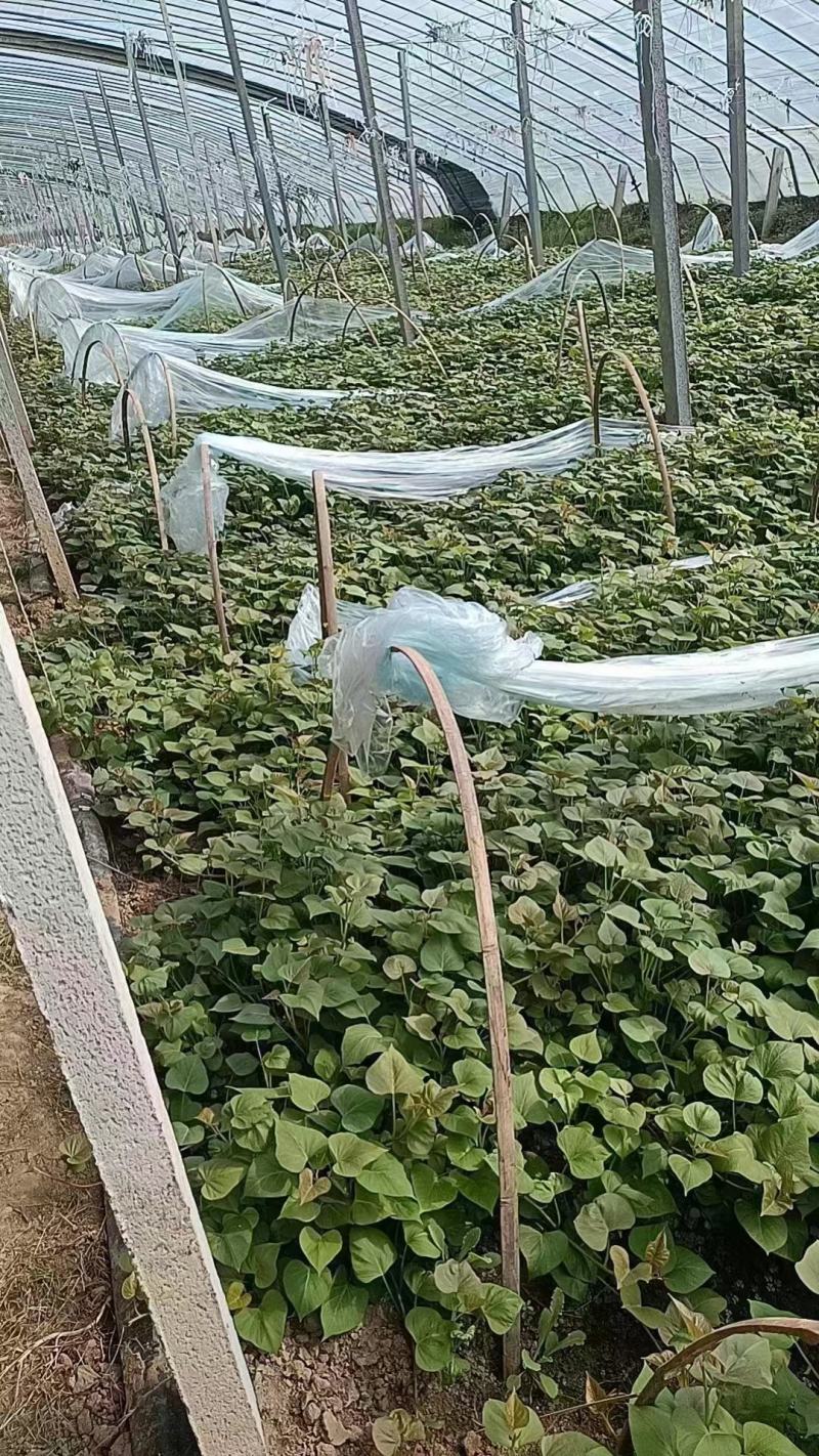 早丰红薯苗303红薯苗腾飞红薯苗人参薯红薯苗