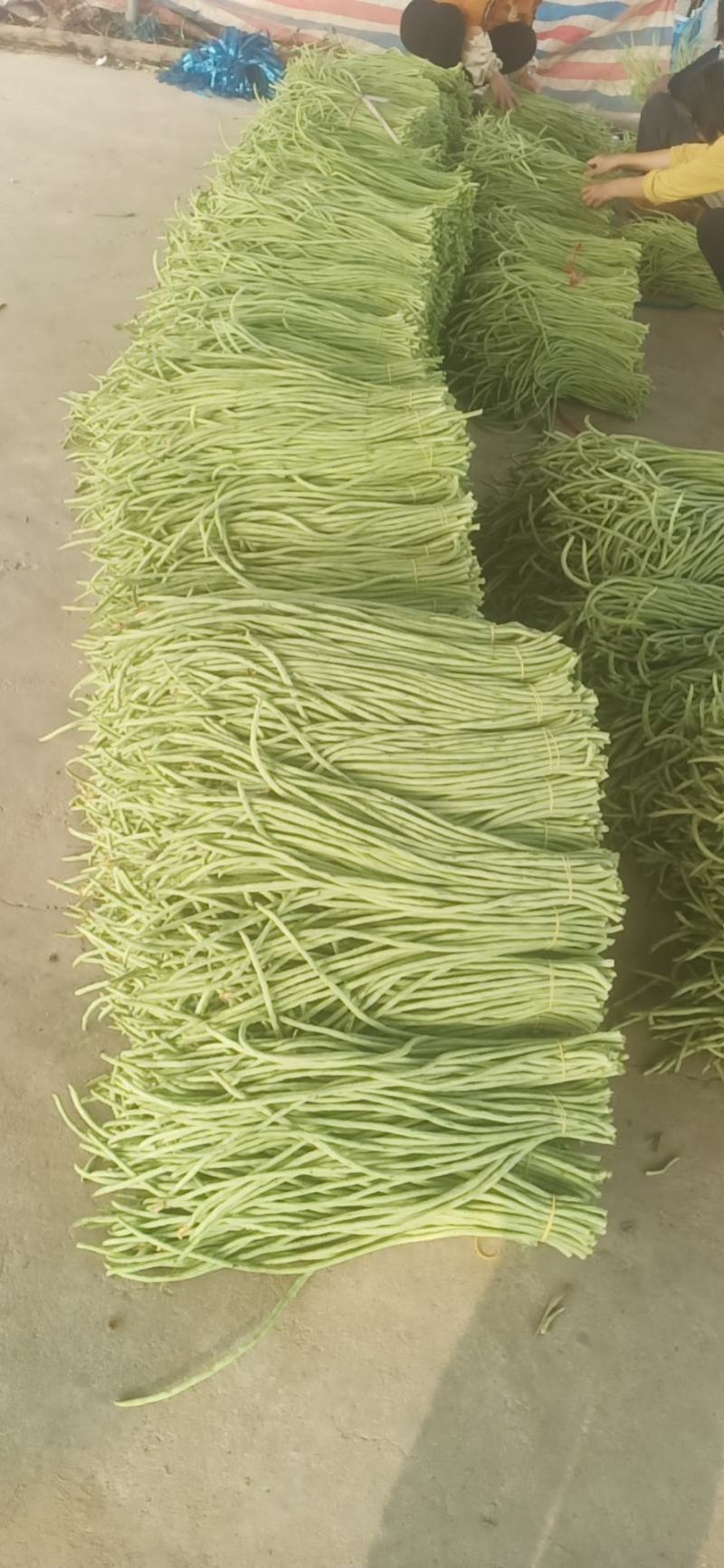 长豆角