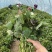 澳洲紫白红薯苗白哈蜜红薯苗白哈蜜红薯苗包回收