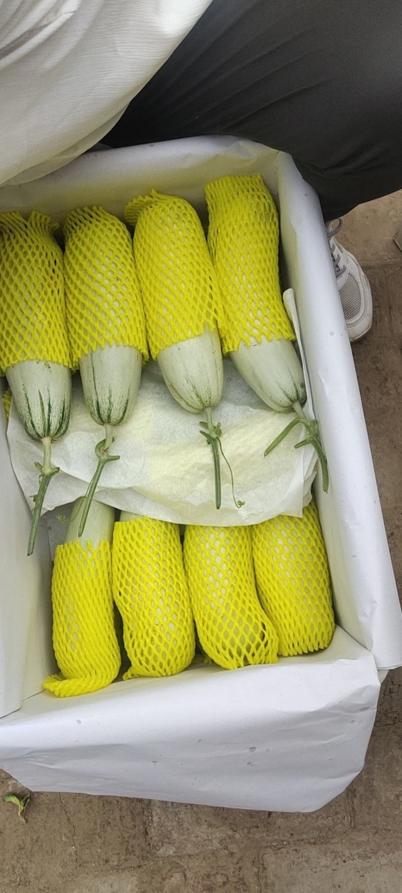 博洋甜瓜博洋，九，博洋，61即将大量