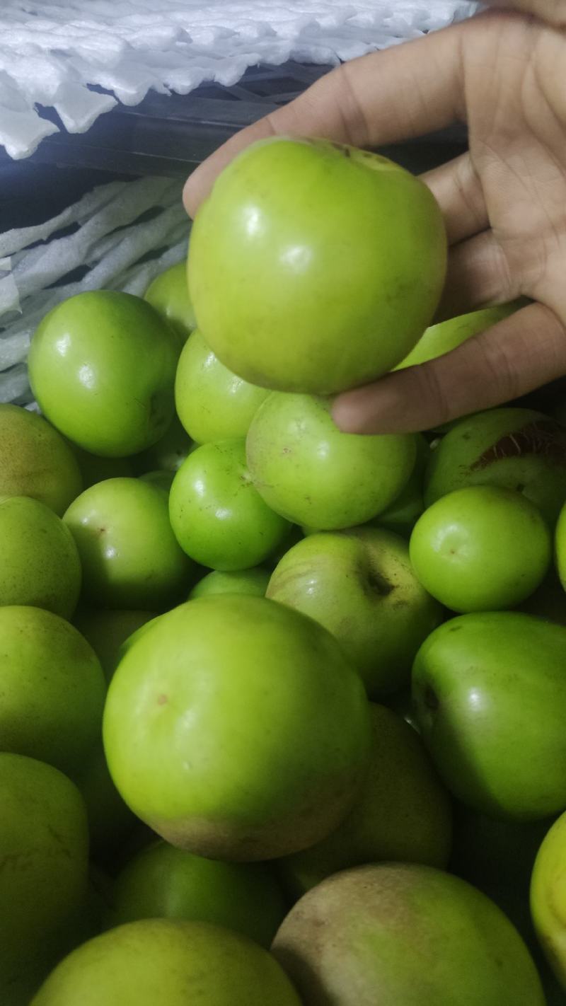 云南西双版纳苹果枣电商一件代发