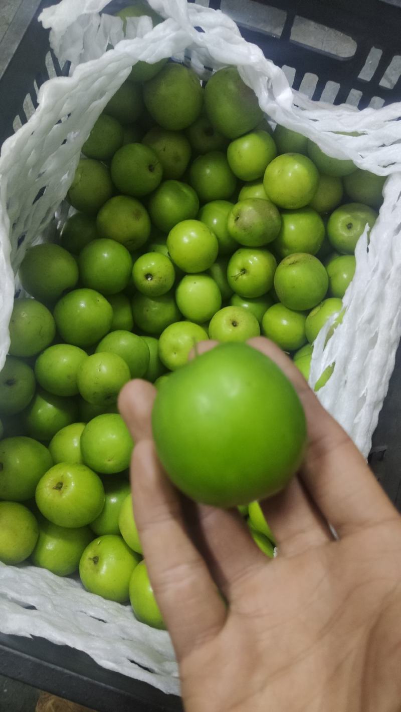 云南西双版纳苹果枣电商一件代发