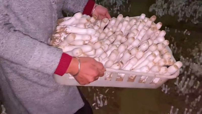 鸡腿菇菌种原种栽培种母种