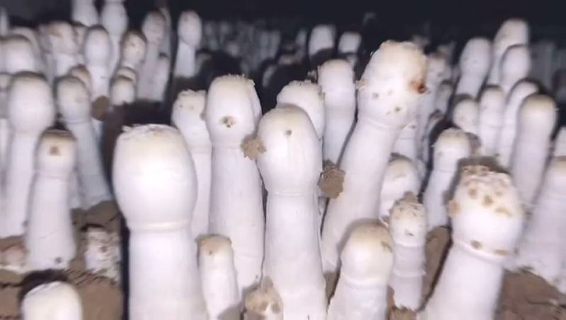 鸡腿菇菌种原种栽培种母种