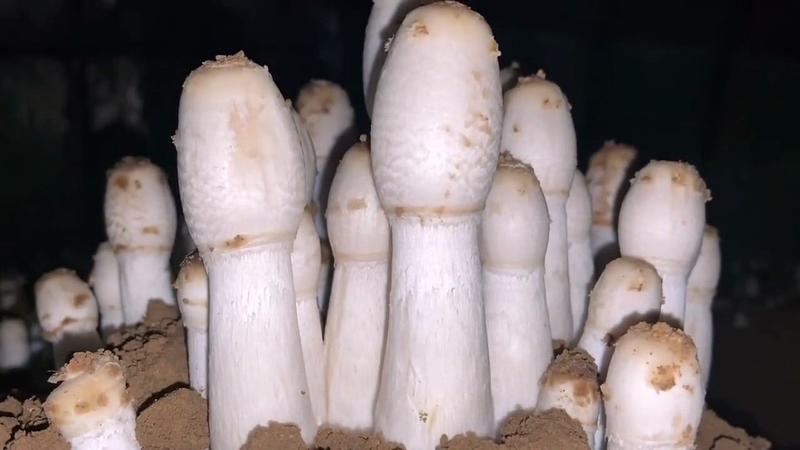 鸡腿菇菌种原种栽培种母种