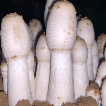 鸡腿菇菌种栽培种原种