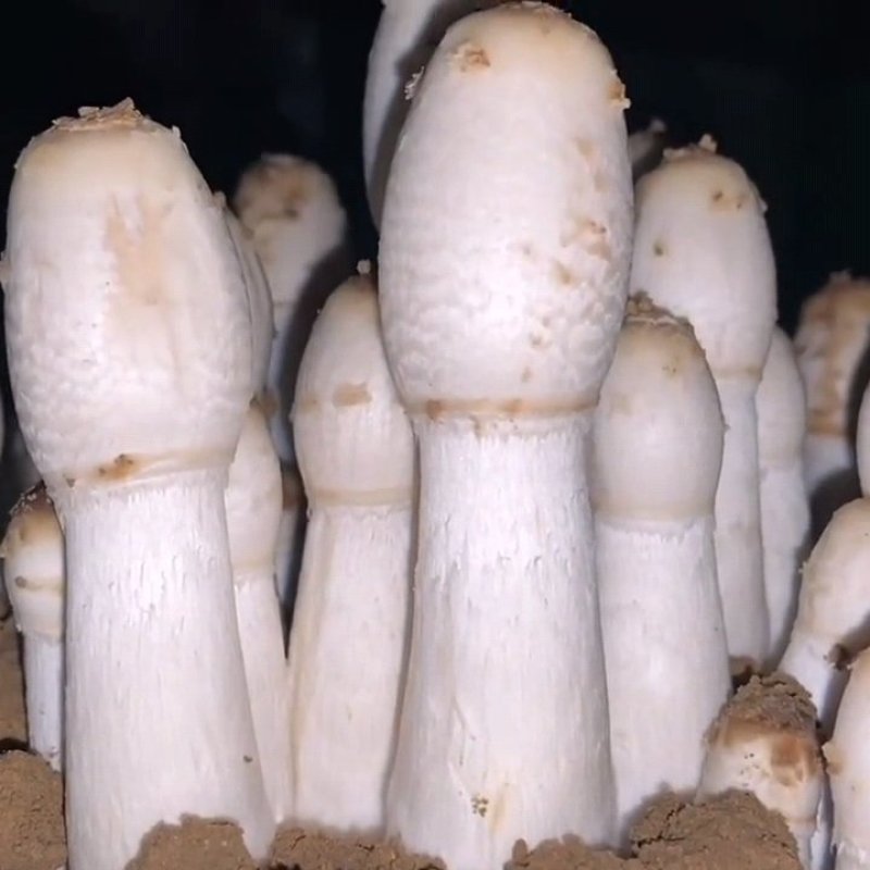 鸡腿菇菌种栽培种原种