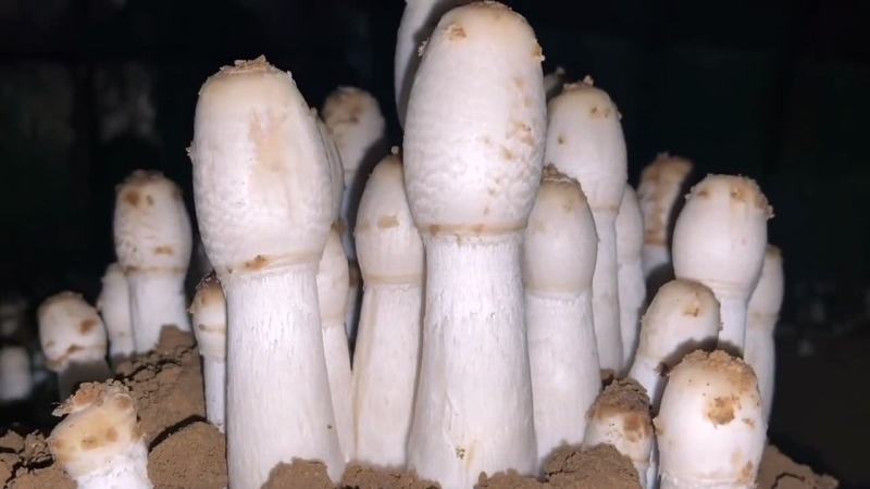 鸡腿菇菌种栽培种原种