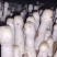 鸡腿菇菌种栽培种原种