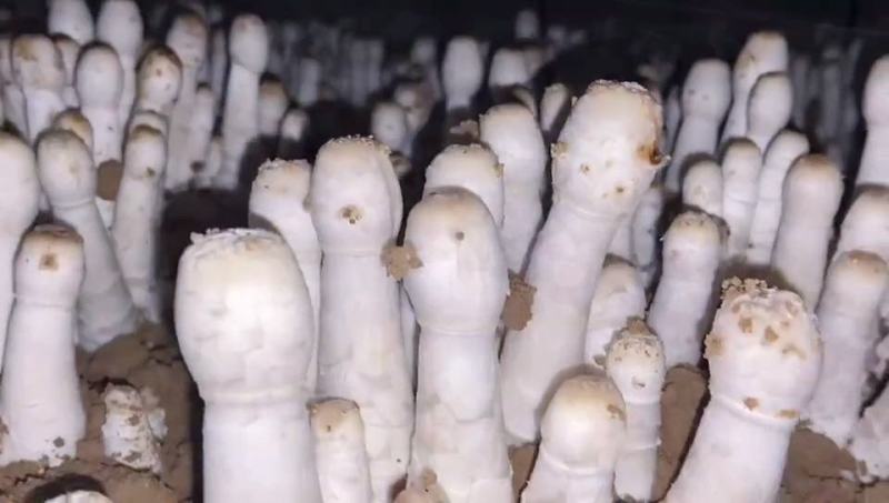 鸡腿菇菌种栽培种原种