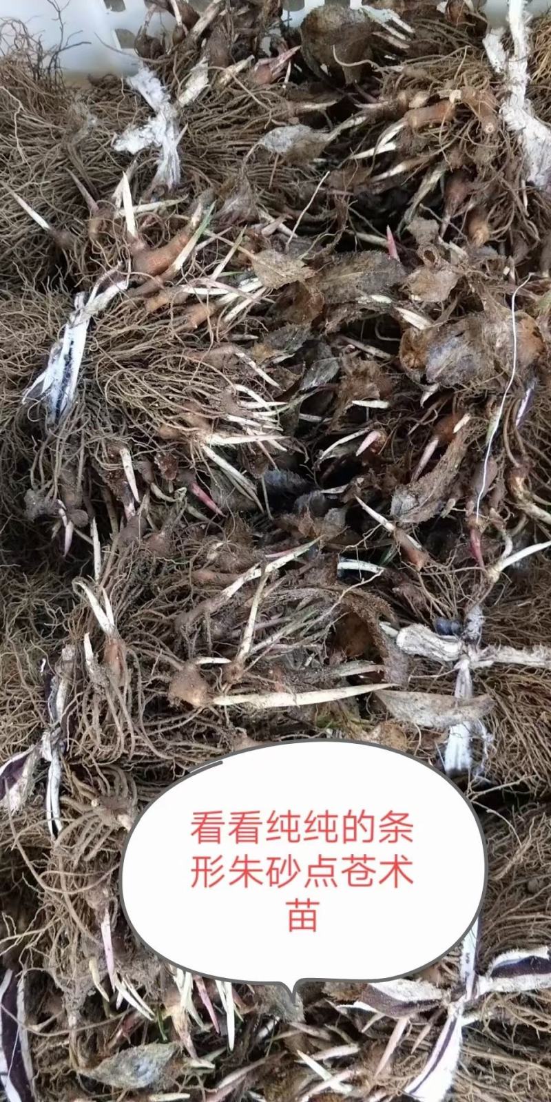 纯正野生条形猪砂点苍术种苗