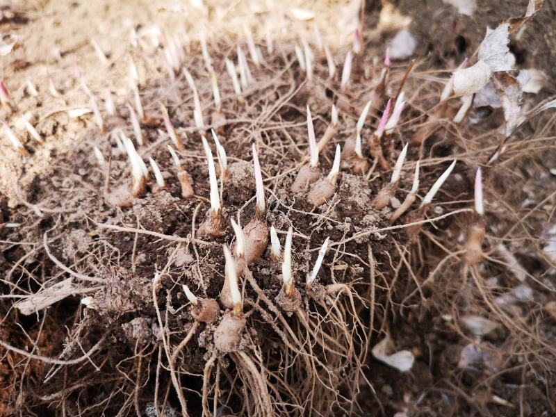 纯正野生条形猪砂点苍术种苗