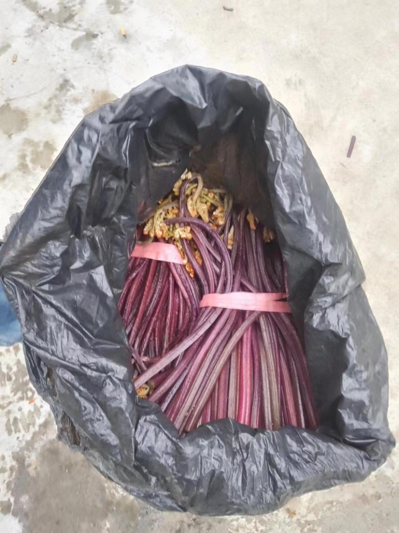 大量供应贵州野生蕨菜，欢迎各大超市可以联系我，小李