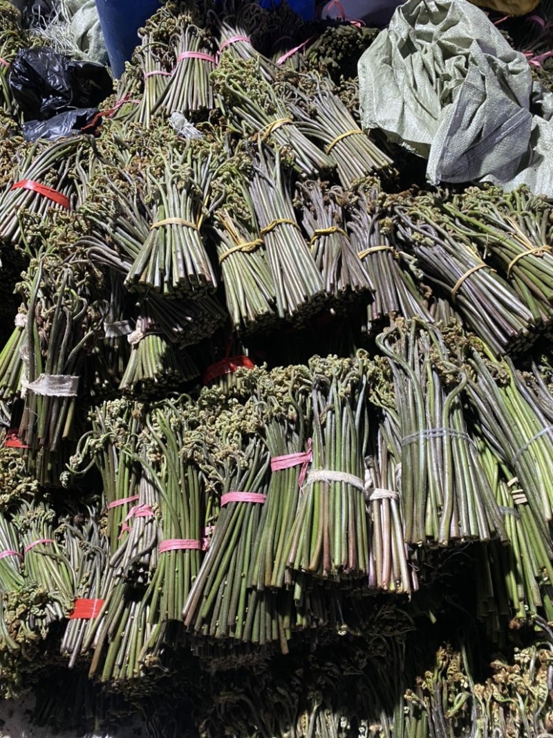 大量供应贵州野生蕨菜，欢迎各大超市可以联系我，小李