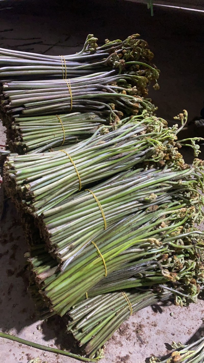 大量供应贵州野生蕨菜，欢迎各大超市可以联系我，小李