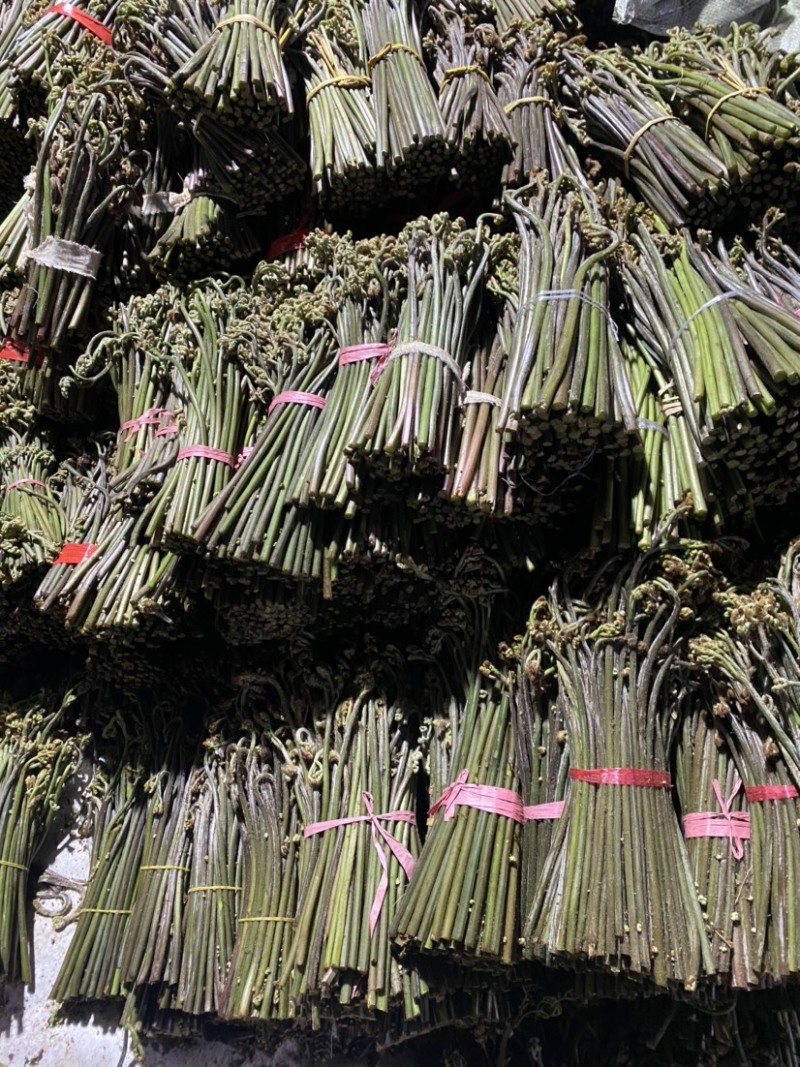 大量供应贵州野生蕨菜，欢迎各大超市可以联系我，小李