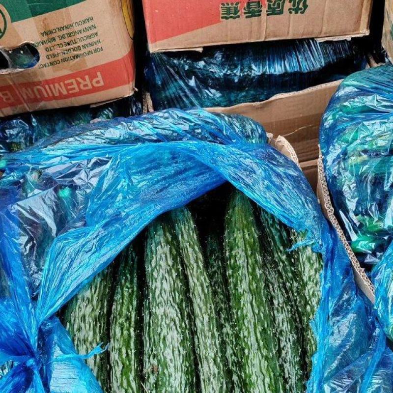 夏邑县油亮鲜黄瓜青瓤，黑条密刺黄瓜一手货源，产地发货