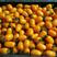 温州小圣女果红黄都有日产1000斤甜度平均值10度