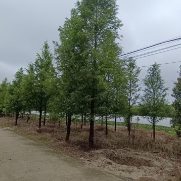 自家苗圃水杉
