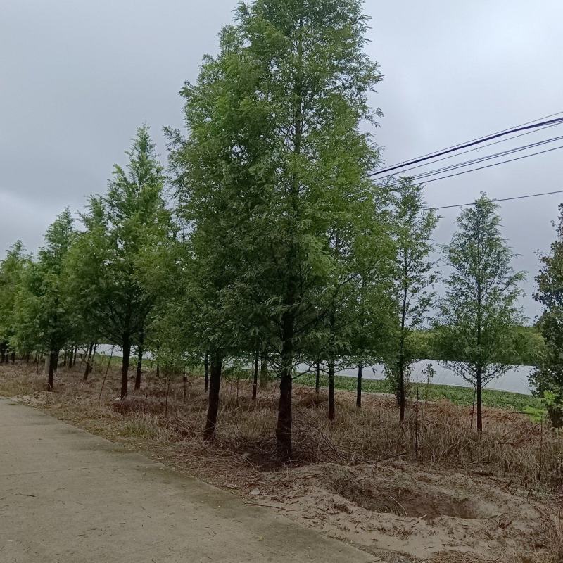 自家苗圃水杉