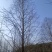 自家苗圃水杉