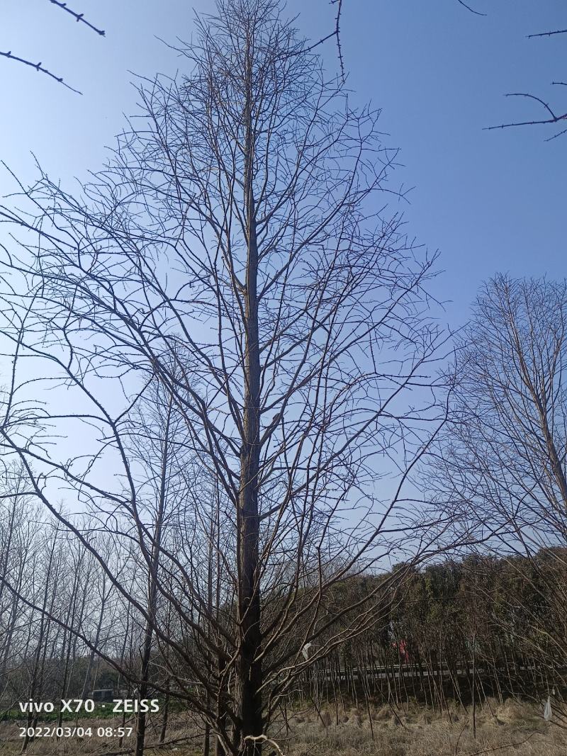 自家苗圃水杉