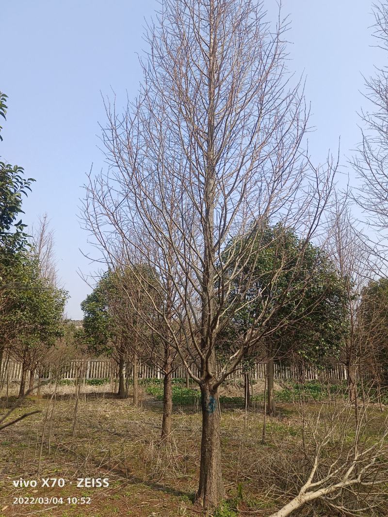 自家苗圃水杉