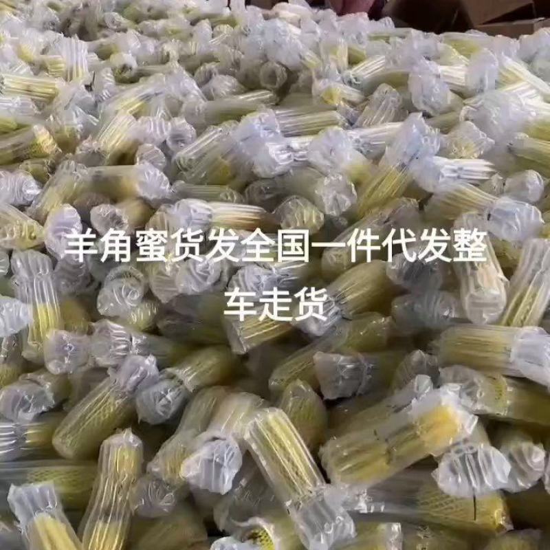 山东羊角蜜大量供应电商，团购，商超，货源充足！