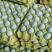 黑羽高产绿壳种蛋，每只鸡年产绿壳蛋265枚，一万枚起发