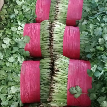 精品大叶香菜