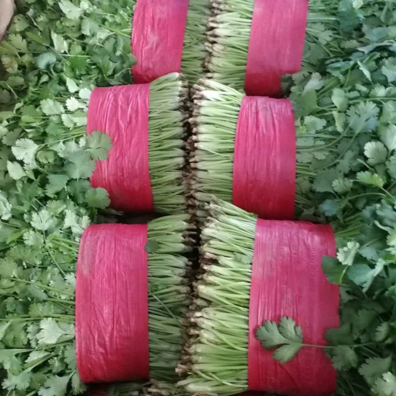 精品大叶香菜