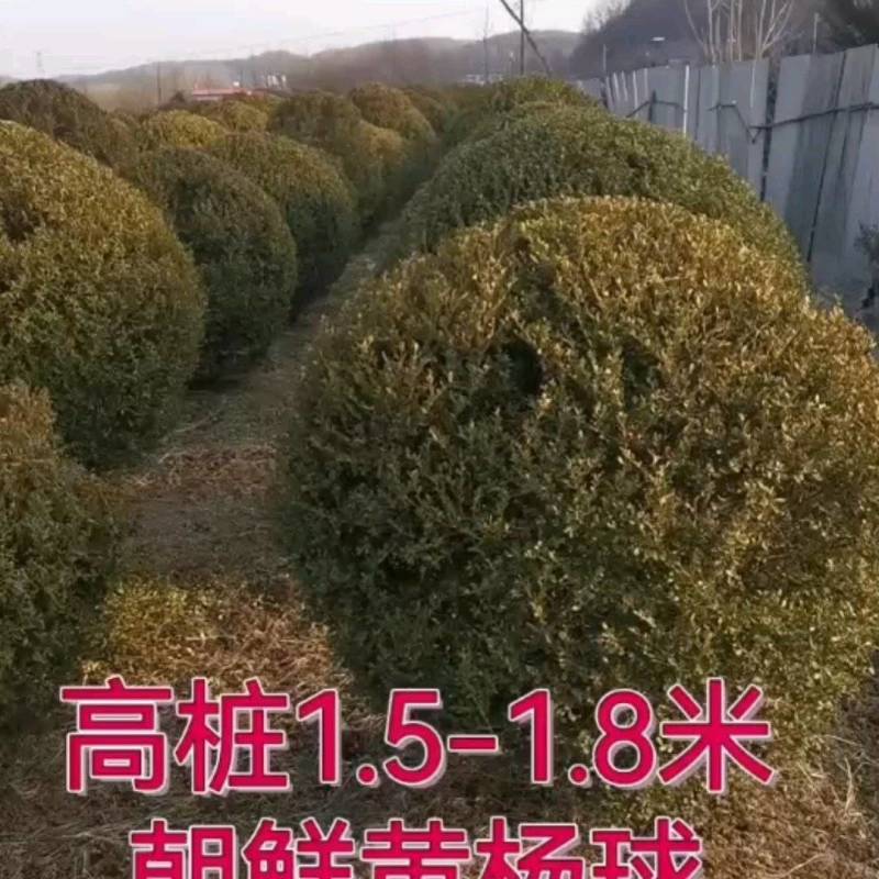150厘米朝鲜黄杨球