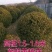150厘米朝鲜黄杨球