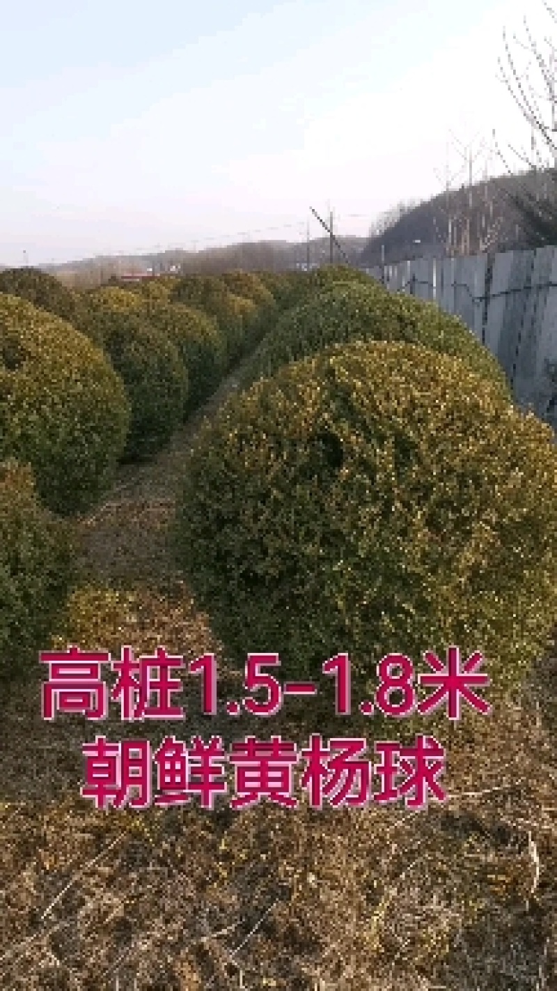 150厘米朝鲜黄杨球