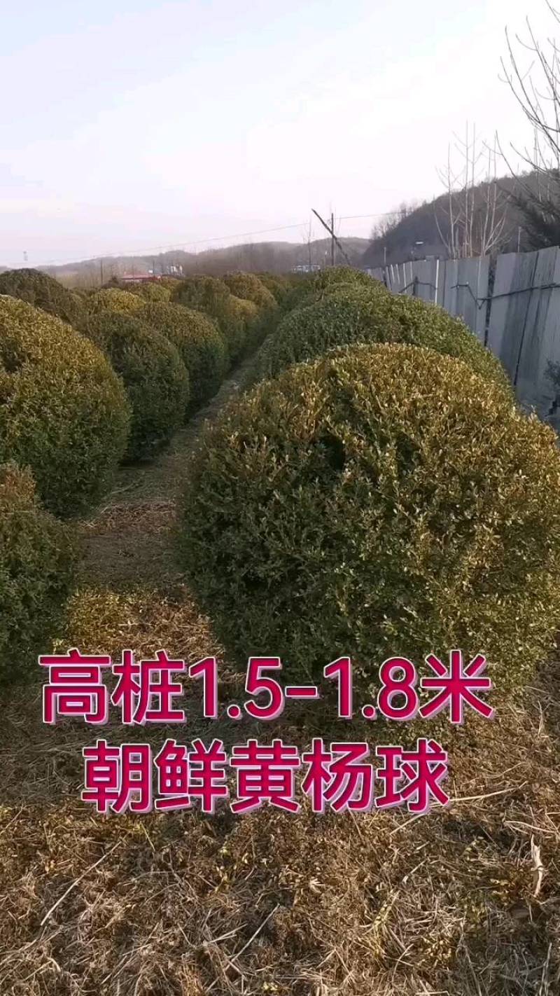 150厘米朝鲜黄杨球