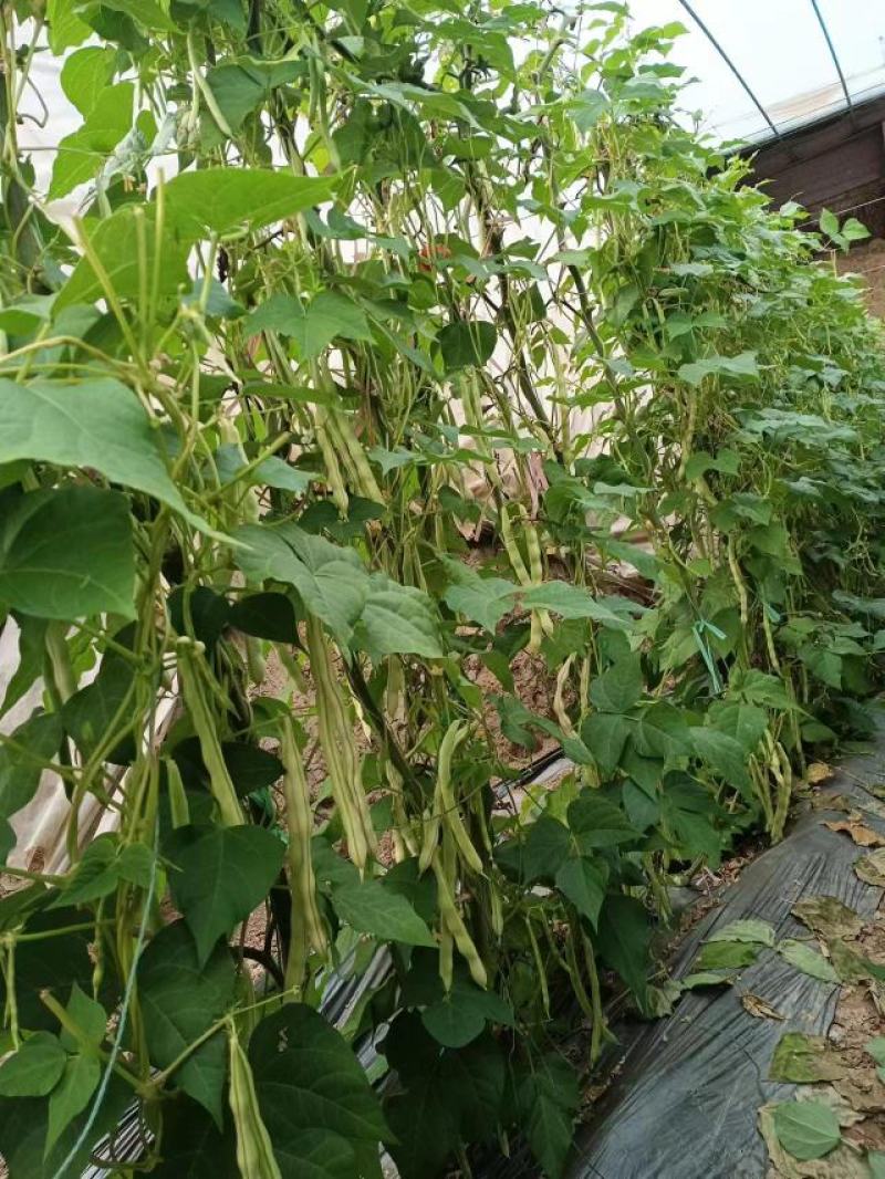 崔家集精品芸豆