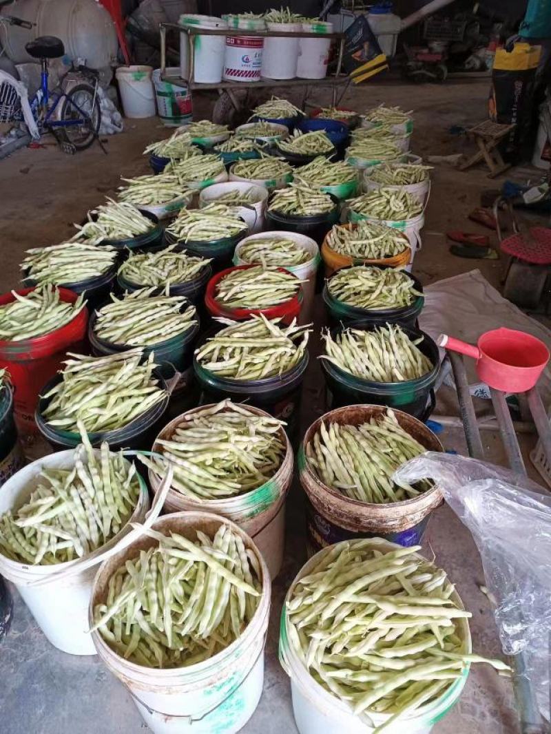 崔家集精品芸豆