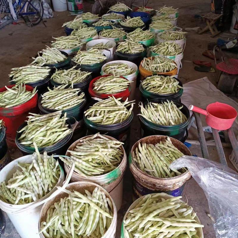 崔家集精品芸豆