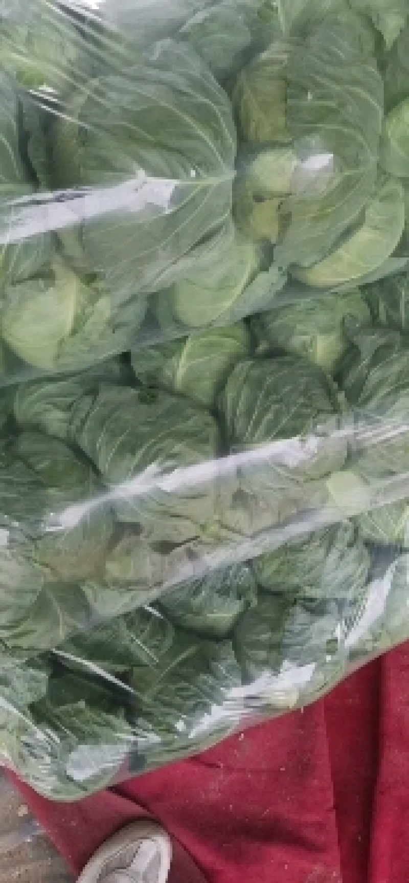 徐州甘蓝，货源充足，电商，市场，产地直发只做精品