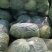 徐州甘蓝，货源充足，电商，市场，产地直发只做精品