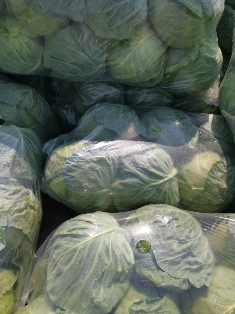 徐州甘蓝，货源充足，电商，市场，产地直发只做精品